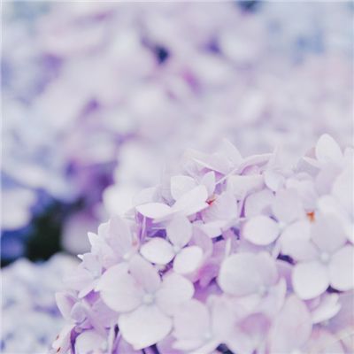花知琉璃梦手机版下载
